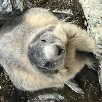 Evelyne By Interhome Apartamento Saas Fee