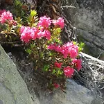 Apartamento Evelyne By Interhome