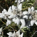 Evelyne By Interhome Apartamento