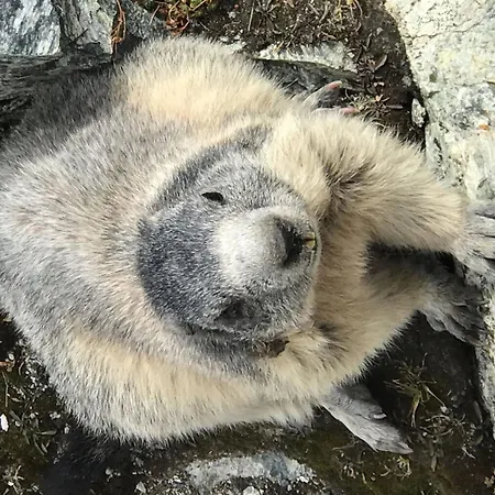 Evelyne By Interhome Апартаменты Зас-Фе