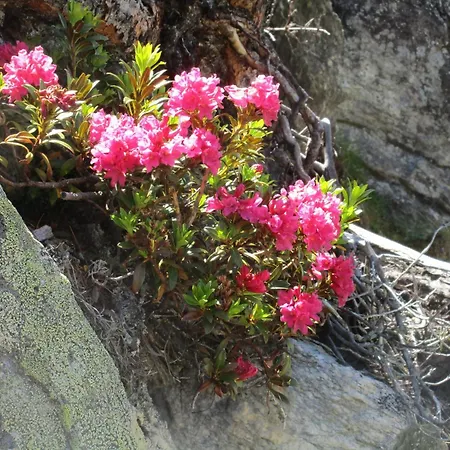 Апартаменты Evelyne By Interhome