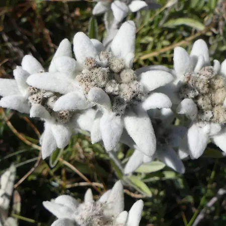 Evelyne By Interhome Апартаменты