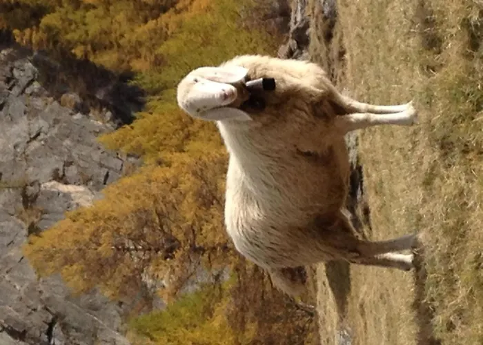 Evelyne By Interhome 公寓 萨斯费