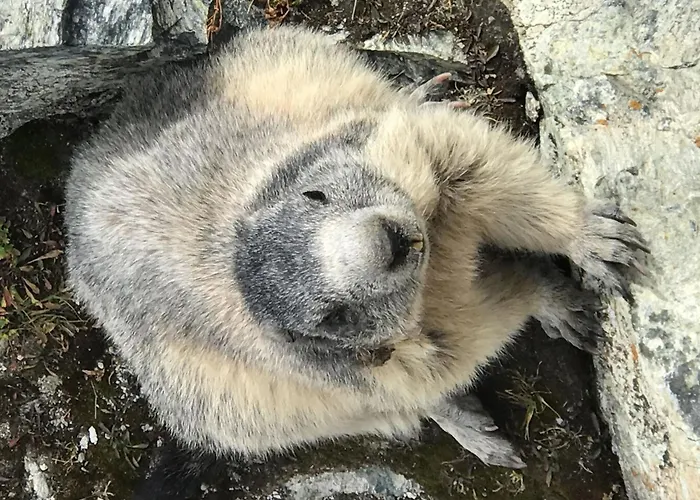 Evelyne By Interhome 公寓 萨斯费