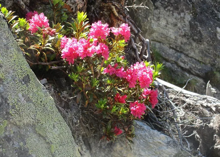 公寓 Evelyne By Interhome