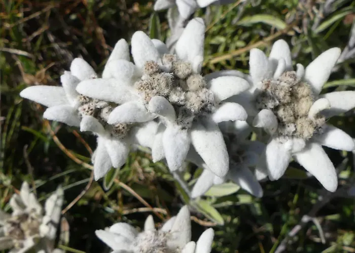 Evelyne By Interhome 公寓